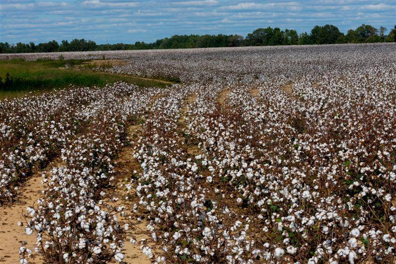 アメリカ綿 世界で信頼されるコットン Cotton Usa