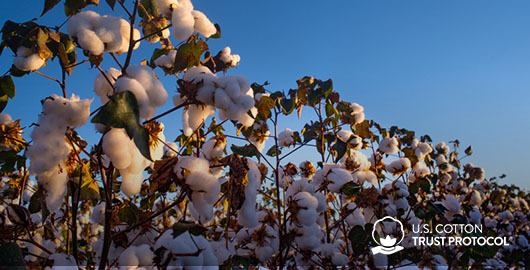 美国棉花 全球信赖的棉花 Cotton Usa