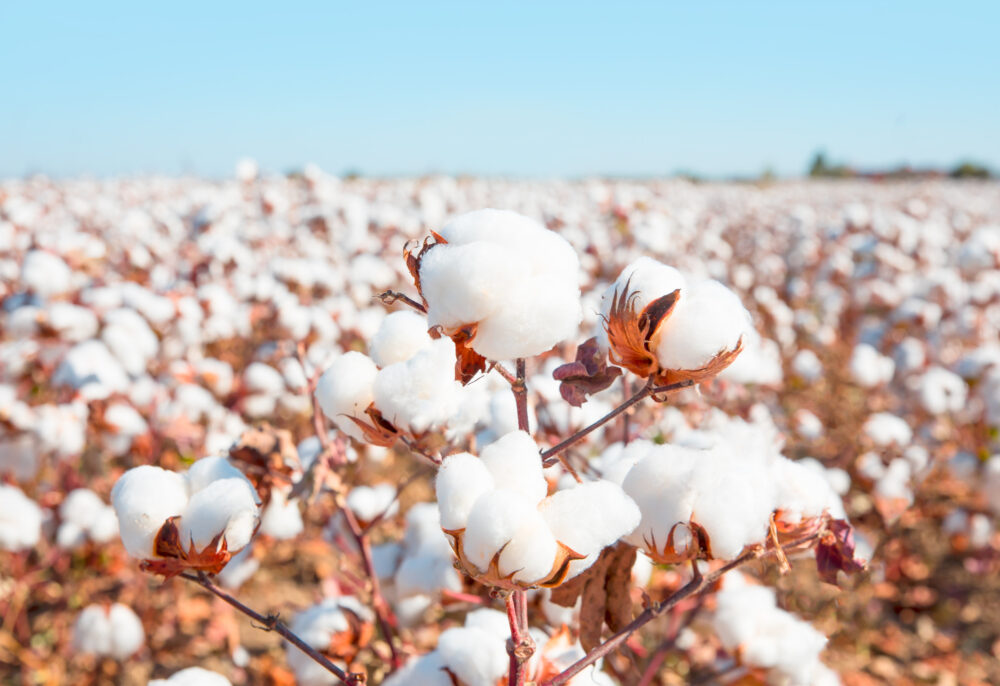 CCI Sponsors Virtual Sustainable Apparel and Textile… COTTON USA