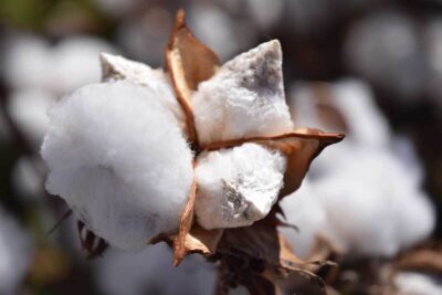 U.S. Cotton – The Cotton the World Trusts | COTTON USA