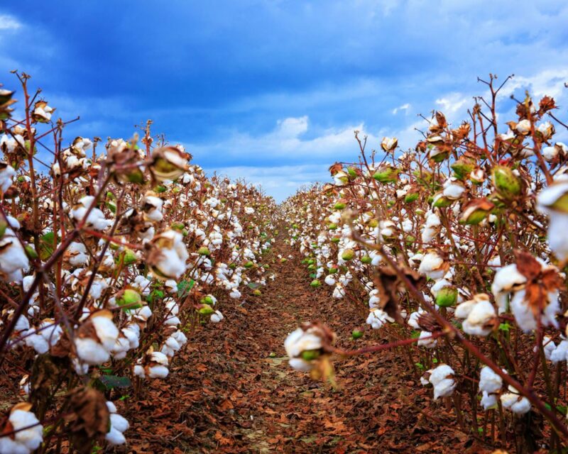 Cotton USA