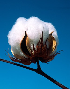 State Support Program - Cotton Incorporated